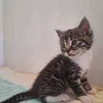 Kot do adopcji, Orzechowce, 5 maja 2026