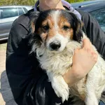 Pies do adopcji, Przyborówko, 6 maja 2026