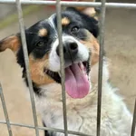 Pies do adopcji, Przyborówko, 6 maja 2026