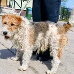 Fergus