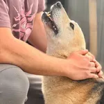 Pies do adopcji, Piła, 25 lutego 2026