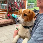 Pies do adopcji, Zgierz, 7 maja 2026