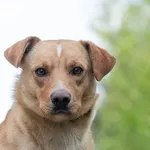 Pies do adopcji, Nowodwór, 7 maja 2026