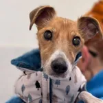 Pies do adopcji, Piła, 1 stycznia 2026