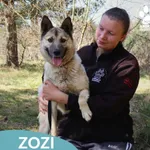 Pies do adopcji, Dąbrówka, 8 maja 2026