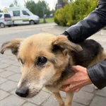 Pies do adopcji, Ciosny, 8 maja 2026