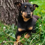 Pies do adopcji, Zgierz, 9 maja 2026