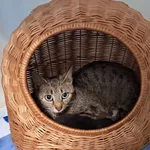 Pies do adopcji, Orzechowce, 9 maja 2026