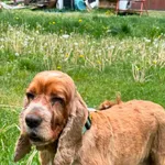 Pies do adopcji, Zgierz, 11 maja 2026