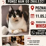 Zaginął kot, Poznań, 12 maja 2026