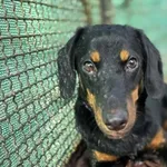 Pies do adopcji, Gorzów Wielkopolski, 8 maja 2026