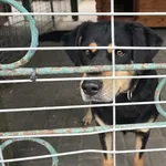 Pies do adopcji, Gorzów Wielkopolski, 10 maja 2026