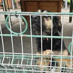 Pies do adopcji, Gorzów Wielkopolski, 10 maja 2026