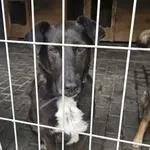 Pies do adopcji, Gorzów Wielkopolski, 8 maja 2026