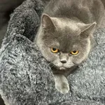 Kot do adopcji, Zgierz, 12 maja 2026