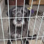 Pies do adopcji, Gorzów Wielkopolski, 8 maja 2026