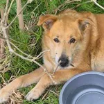 Pies do adopcji, Głowno, 11 maja 2026