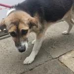 Pies do adopcji, Racławice, 11 maja 2026