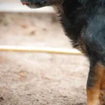 Bao