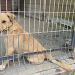 Pies do adopcji, Gorzów Wielkopolski, 13 maja 2026