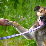 Pies do adopcji, Ropczyce, 13 maja 2026