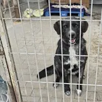 Pies do adopcji, Gorzów Wielkopolski, 12 maja 2026