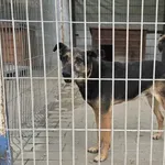 Pies do adopcji, Gorzów Wielkopolski, 15 maja 2026