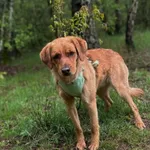 Pies do adopcji, Rytlów, 16 maja 2026