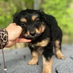 Pies do adopcji, Rytlów, 16 maja 2026