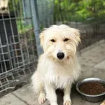 Pies do adopcji, Rytlów, 16 maja 2026