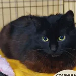 Kot do adopcji, Gdynia, 17 maja 2026