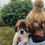 Pies do adopcji, Radom, 17 maja 2026