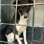 Pies do adopcji, Zgierz, 17 maja 2026