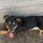 Pies do adopcji, Konin, 26 lutego 2026