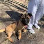 Pies do adopcji, Konin, 26 lutego 2026