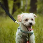 Caspi