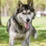Piorun