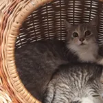 Wendy i kociaki