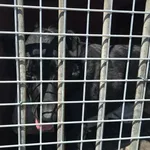 Pies do adopcji, Gorzów Wielkopolski, 18 maja 2026