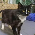 Tika