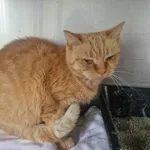 Beta