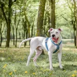 Pies do adopcji, Radom, 21 maja 2026