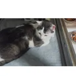 Znaleziono kota, Białystok, 18 maja 2026