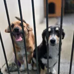 Pies do adopcji, Radom, 31 maja 2026