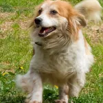 Stella