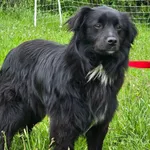 Pies do adopcji, Ropczyce, 21 maja 2026