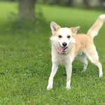Spajki