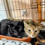 Kot do adopcji, Głowno, 23 maja 2026