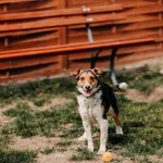 Pies do adopcji, Czartki, 23 maja 2026