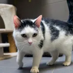 Kot do adopcji, Sopot, 22 maja 2026